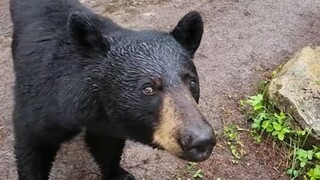 Netizen encountered a little black bear in the woods, but luckily it was safe