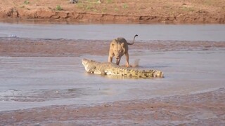 [Animals] 14 animal fights caught on camera