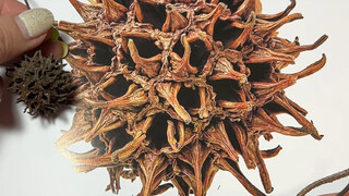 الدليل المصور يتحول إلى شيء حقيقي | لن تتخيل الحجم