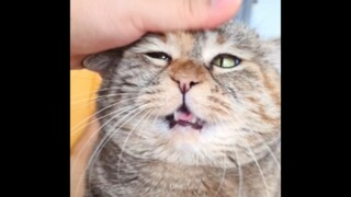 Mom, can I have one more meal?