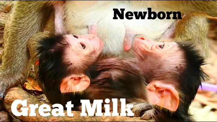 Leave Baby Out Baby Monkey Very Bored No Another Play With Baby Monkey Really Unhappy Want Play Bilibili