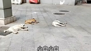 Dog: What are you doing?