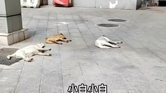 Dog: What are you doing?