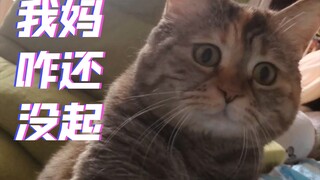 Các thành viên trong gia đình ơi, tôi lại bị lợn húc dậy rồi!