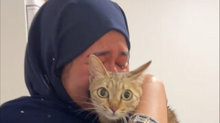 Taking a cat halfway across the globe to find its owner