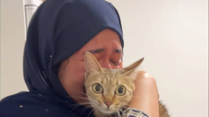 带猫跨越半个地球去找主人