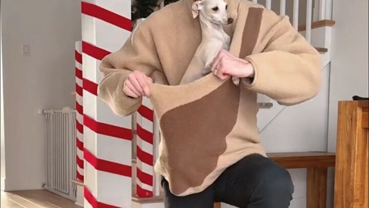 Haima International Media | Overseas pet influencer transforms into a “kangaroo dad”! This outfit is