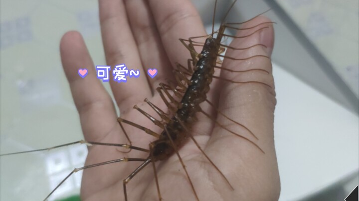 Centipedes—adorable little critters with TONS of legs~