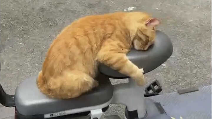 Tùy tiện "ngủ" lớn nhỏ~