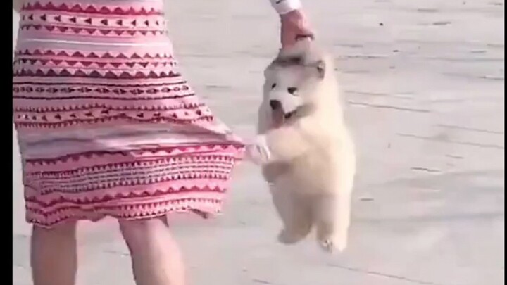 小狗勾合集