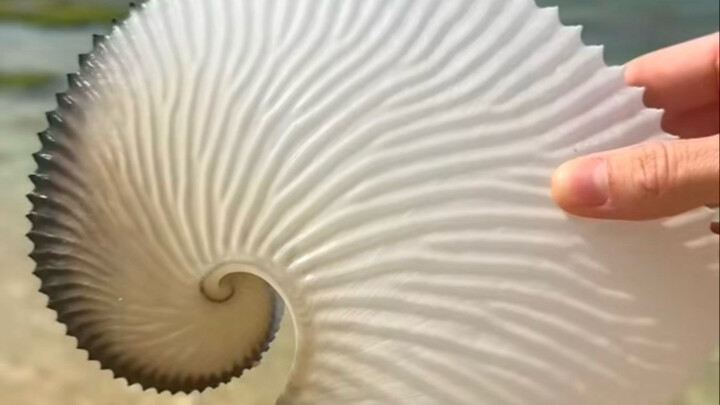 هل تكسب الثروة من جمع الخردة على الشاطئ؟ هذه الأنبوب الزجاجي خرج من ضربة صاعقة ويبلغ ثمنه الكثير!