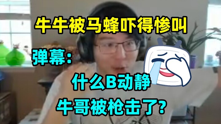 被米国马蜂吓得惨叫连连的牛哥，弹幕:什么B动静？牛哥被枪击了？🤣