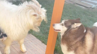 Sheep: I can’t survive at all, your family is full of dogs!