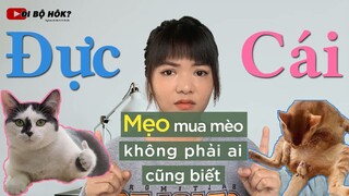 NÊN MUA MÈO ĐỰC HAY CÁI | Mẹo mua mèo không phải ai cũng biết |series nuôi mèo