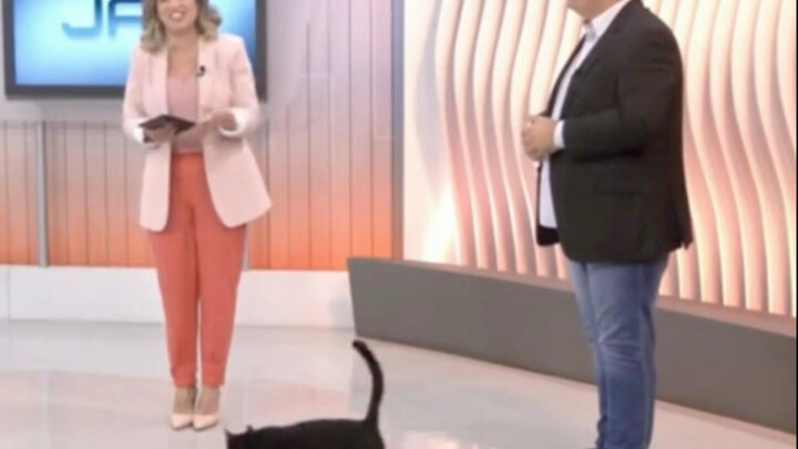 人类对猫猫的包容度好高！