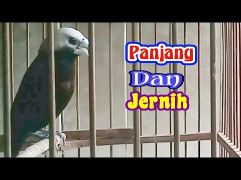 ampuh melatih emprit kaji bikin gacor.