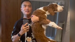 Pemilik anjing akan sangat marah dan orang yang melihatnya akan sangat marah hingga mereka akan tert