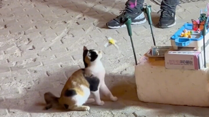 มันแสร้งทำเป็นมีเจ้าของ ส่วนเขาแสร้งทำเป็นมีแขก