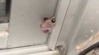 When the mouse's head got stuck in the door, I couldn't help but laugh.