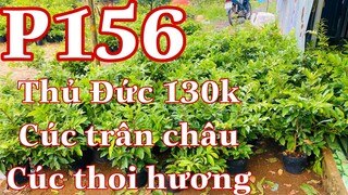 Mai vàng chơi tết p156 | 0939671734 Hào | Giảo Thủ Đức 130k - cúc trân châu 130k - 5cây bao ship