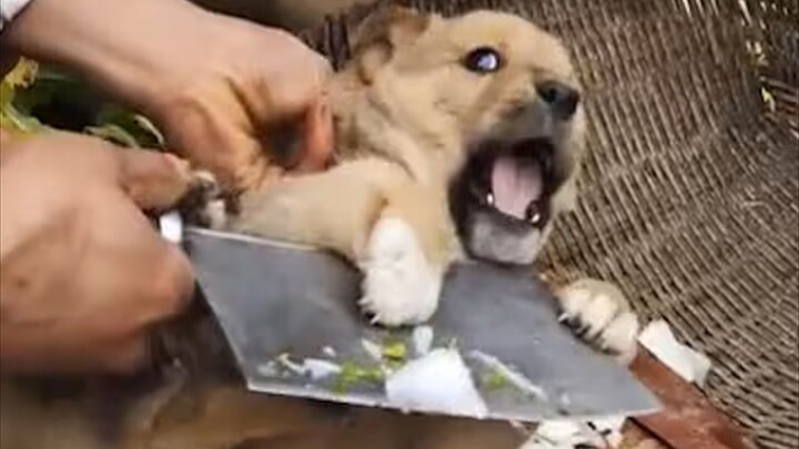 “Chó con tớ đây, sắp bị đánh rồi”