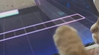 Kittens playing music games