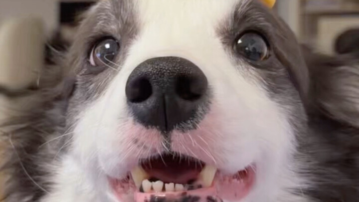 Dari menghantam hingga menarik: Benda-benda yang bikin border collie langsung heboh begitu tersentuh