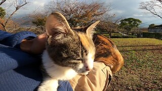 Mengelus Anak Kucing di Rangkulan, Sekelompok Kucing Pun Menghampiri!