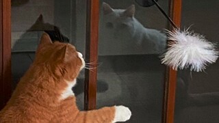 عصا مداعبة القطط تكشف وجهين مختلفين للقطتين الصغيرتين