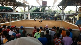 umona piro di nakatama kaya talo