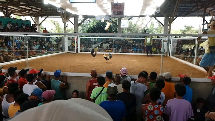 umona piro di nakatama kaya talo