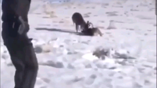 ถูกเรียกให้ยิงกวาง แต่เขาช่วยชีวิตพวกมันไว้แทน