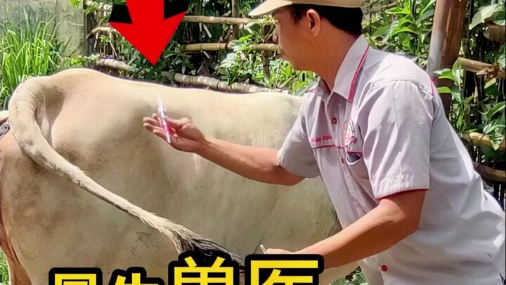 Saat sapi tidak menyadari, suntikan langsung tertancap!