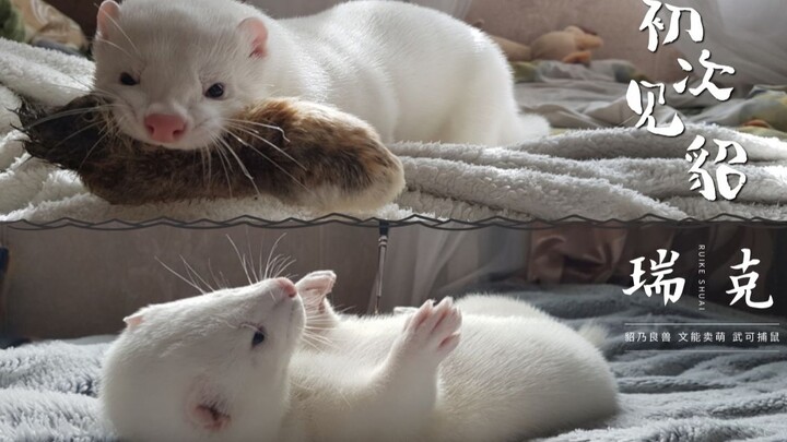 Ethereal Mink: I’m going to spoil you today—come play with me!