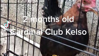 #CardinalClubKelso