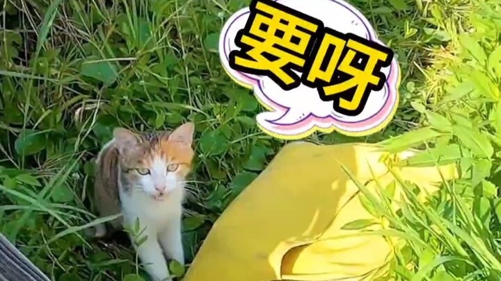 钓鱼遇到小猫咪讨食是种什么体验？
