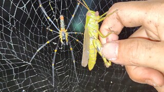 When A Spider Targets A Prey Larger Than Itself