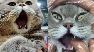 Peliharaan Imut|Kucing Menguap Rahang Terkilir