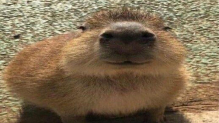 Top 5 capybara