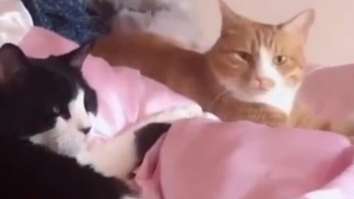 Cat: Just get lost already, you’re acting like a lunatic.