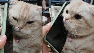 ลูกแมวที่น่ารัก และ กำลังจะเติบโต เป็นเหมียวเกรียนเป็นแมวตลกฮาๆ cats funny videos