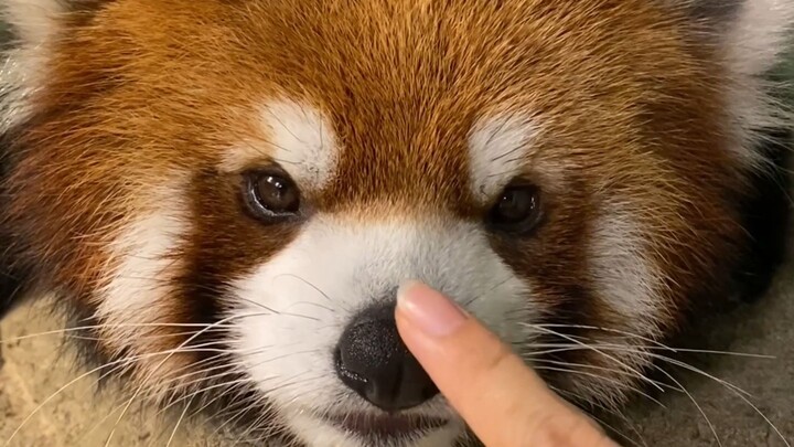 لا يُمسّ أنف الوحش الجامح!