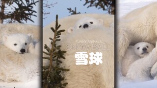 北极熊掏出了他超级可爱的的AirPods！