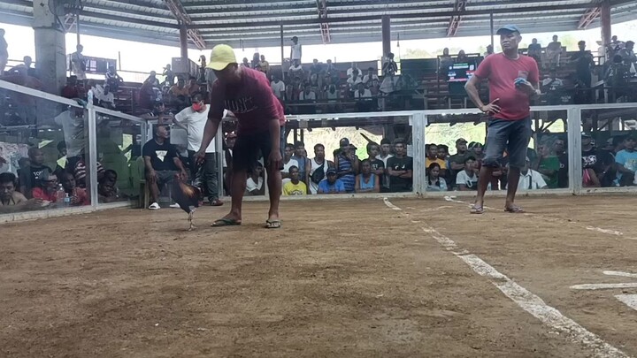 2nd fight LOSE mahiwaga talaga Ang sabong #stephen