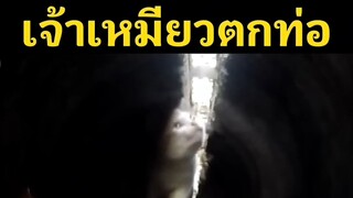 เจ้าเหมียวตกท่อ