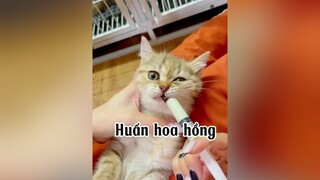 Huấn về với mẹ  mèo cat