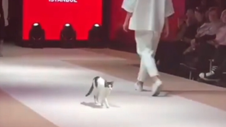 الكل يسير على المِنَّصة، إلى أن تأتي عرض الأزياء الحقيقي.