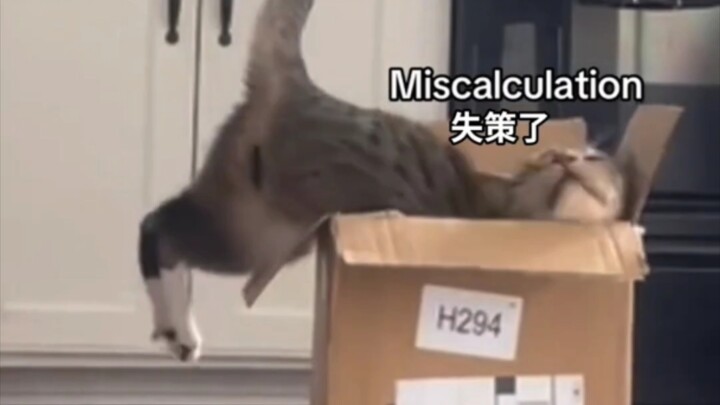 Kucing dan tuannya adu siapa yang bisa melompat ke dalam kotak terbesar