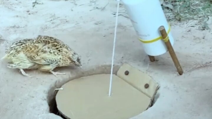 [World Curiosities Commentary] The video pack is ready—come check it out!