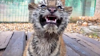 [Edisi Kenikmatan Murni] Harimau kecil itu sungguh ganas!